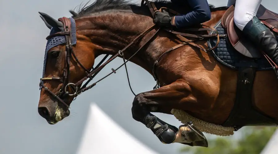 All about horse racing: how it came about, the types and more 2 horse racing