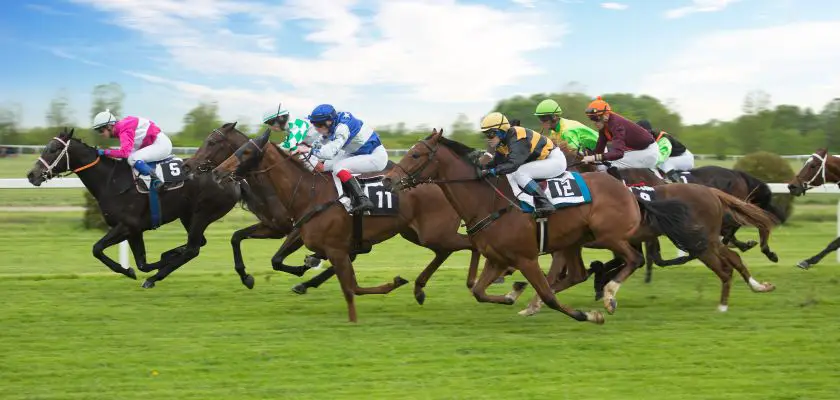 Onde assistir e como apostar em corrida de cavalo